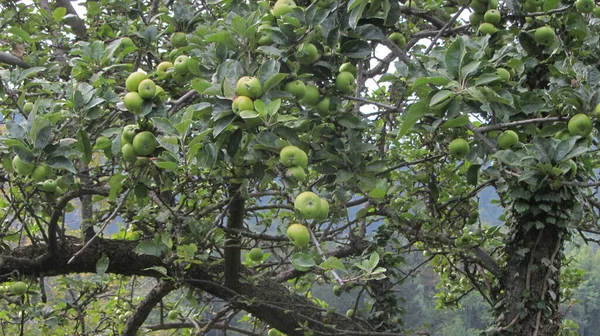 Ett Äppelträd Med Gröna Äpplen Friska Och Läckra Frukter — Stockfoto