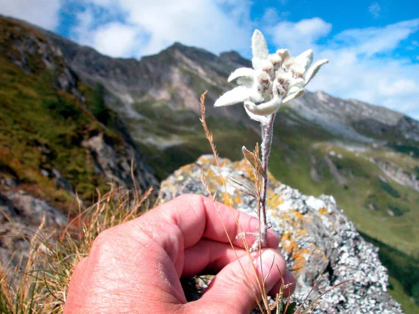 Dağ otlağında beyaz Edelweiss, Avrupa 'da bir dağ çiçeği