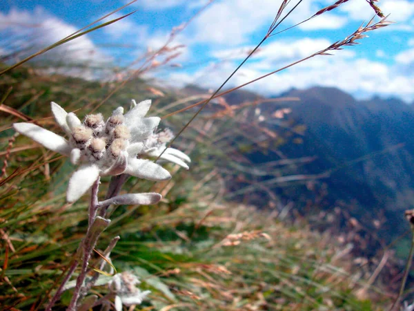 Blanco Edelweiss Pasto Montaña Una Flor Montaña Europea —  Fotos de Stock