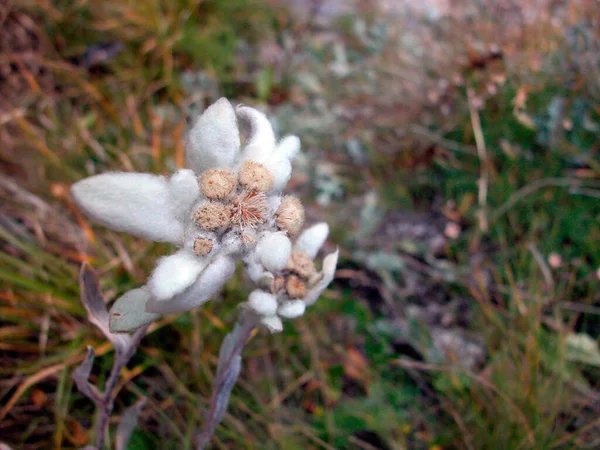 Vit Edelweiss Fäbod Europeisk Fjällblomma — Stockfoto