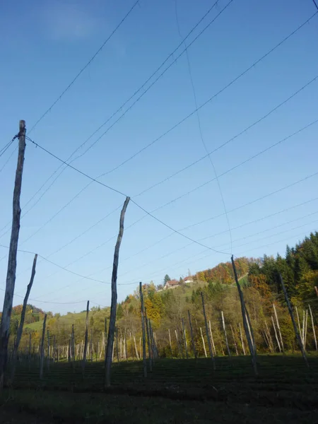 Campo Luppolo Nella Soleggiata Giornata Autunnale Con Cielo Azzurro — Foto Stock