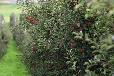 Kırmızı elmalı bir elma ağacı, sağlıklı ve lezzetli meyveler.