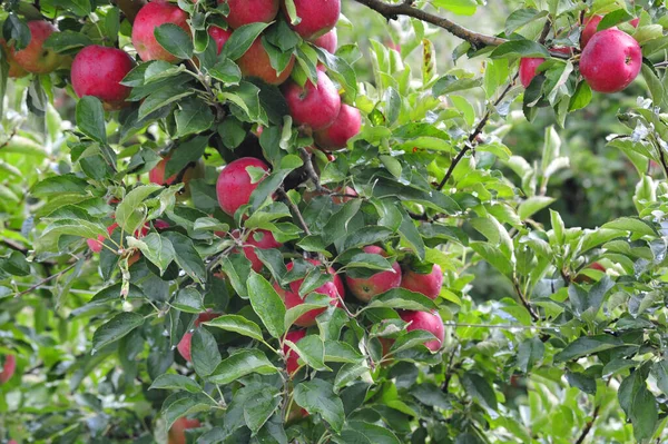 Jabłoń Czerwonymi Jabłkami Zdrowe Pyszne Owoce — Zdjęcie stockowe