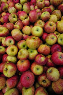 Birçok taze kırmızı olgun elma, sağlıklı ve lezzetli meyveler.