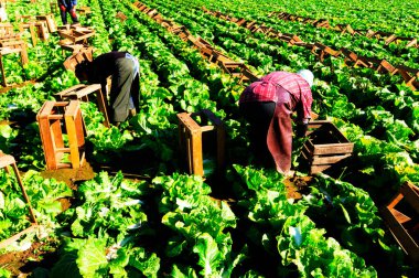 Çin lahana hasadında hasatçılar, tarlada çalışıyorlar.