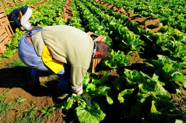 Çin lahana hasadında hasatçılar, tarlada çalışıyorlar.