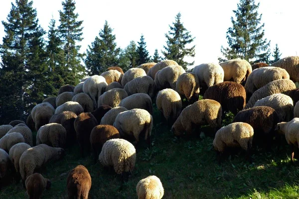 Betande Flock Får Flock Utomhus Ängen — Stockfoto