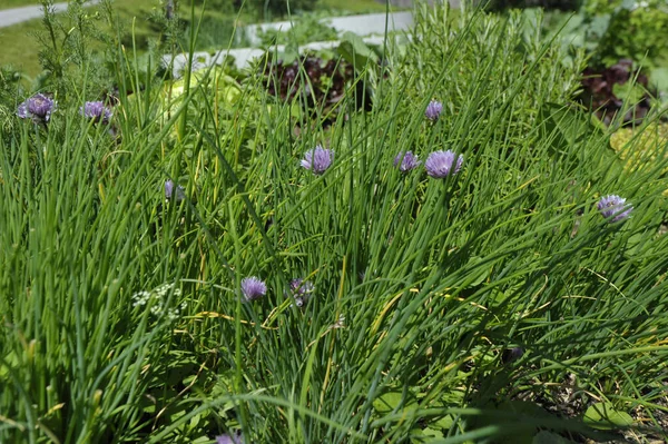 Cebollino Verde Flores Flor Púrpura Que Crecen Jardín — Foto de Stock