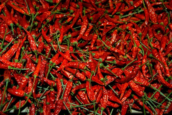 Muchos Chiles Rojos Secos Con Tallos Verdes Especias Picantes — Foto de Stock