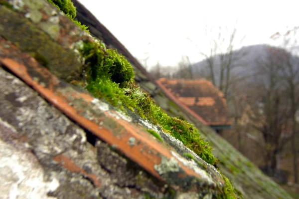 後ろの建物 雲に苔を持つ屋根瓦 — ストック写真