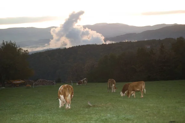 autumn fog in beautiful landscape at sunset, cows on a meadow