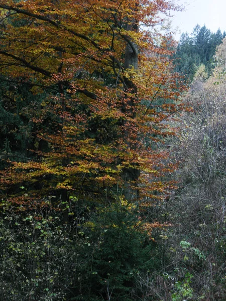 Sárga Narancs Színű Fák Erdőben Egy Őszi Napon — Stock Fotó