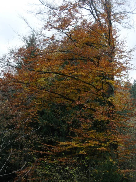 Sárga Narancs Színű Fák Erdőben Egy Őszi Napon — Stock Fotó