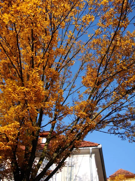 Arbres Couleur Jaune Orange Sur Une Journée Automne Ensoleillée Fond — Photo