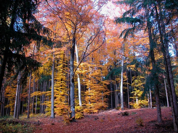 Gelbe Und Orangefarbene Bäume Einem Sonnigen Herbsttag Klarer Blauer Himmel — Stockfoto