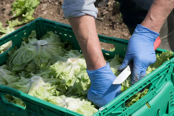 fresh lettuce in a box, transport logistics for salad after harvest