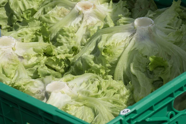 Friss Saláta Dobozban Szállítási Logisztika Saláta Betakarítás Után — Stock Fotó