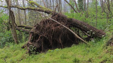 Ormanda fırtına hasarı, devrilen ağaçlar ve hasarlı ağaç gövdeleri.