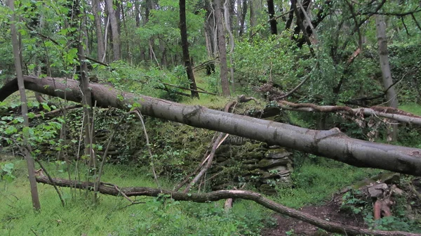 Storm Damage Forest Fallen Trees Damaged Tree Trunks — Stock Photo, Image