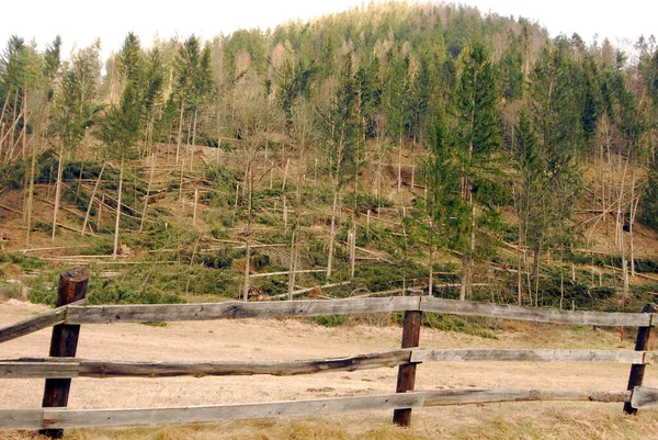 森林遭受风暴破坏 树木倒下 树干受损 — 图库照片
