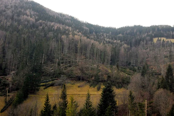 Poškození Lese Spadlé Stromy Poškozené Kmeny Stromů — Stock fotografie