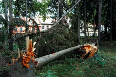 Parkta fırtına üstüne hasar, devrilen ağaçlar ve yıkım