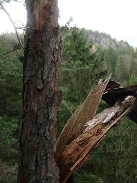 Poškození Lese Spadlé Stromy Poškozené Kmeny Stromů — Stock fotografie