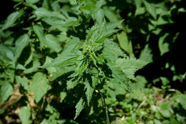 Field Green Stinging Nettles Plant Causes Burning Itching — Stock Photo, Image