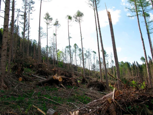 Kerusakan Badai Hutan Pohon Tumbang Dan Batang Pohon Yang Rusak — Stok Foto