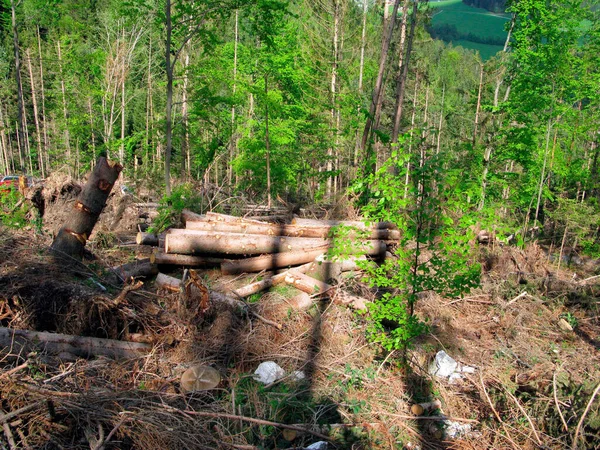 Kerusakan Badai Hutan Pohon Tumbang Dan Batang Pohon Yang Rusak — Stok Foto