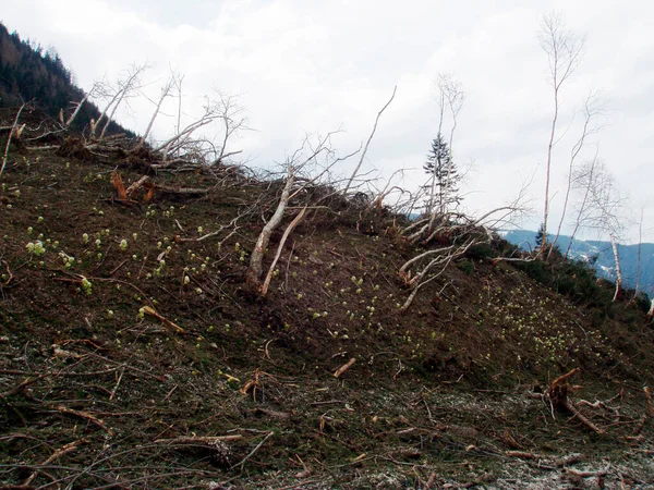 Dommages Forestiers Causés Par Les Avalanches Dans Les Montagnes Printemps — Photo