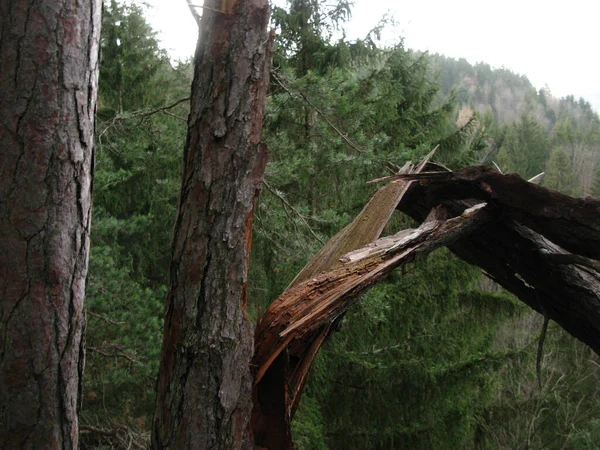 Daños Por Tormentas Bosque Árboles Caídos Troncos Dañados —  Fotos de Stock