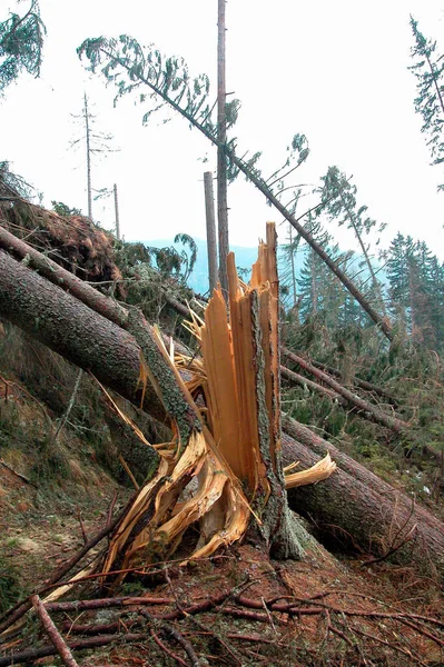 Ζημιές Από Καταιγίδες Στο Δάσος Πεσμένα Δέντρα Και Κατεστραμμένοι Κορμοί — Φωτογραφία Αρχείου