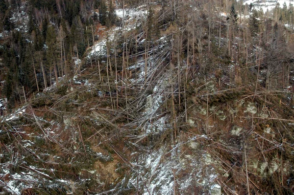 Badai Kerusakan Hutan Dengan Pohon Jatuh Musim Dingin — Stok Foto