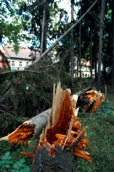 Kerusakan Setelah Badai Taman Pohon Jatuh Dan Kehancuran — Stok Foto