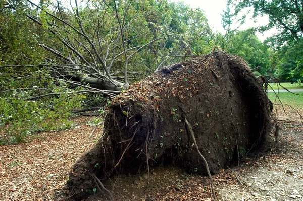 公园里的风暴 倒下的树木和被毁的树木造成的破坏 — 图库照片