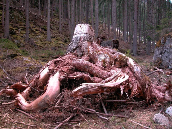 Raízes Uma Árvore Desenterrou Tronco Árvore Floresta — Fotografia de Stock