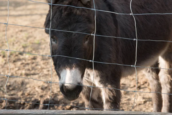 Domesticated Donkey Ass Meadow Farm Outdoors — Stockfoto