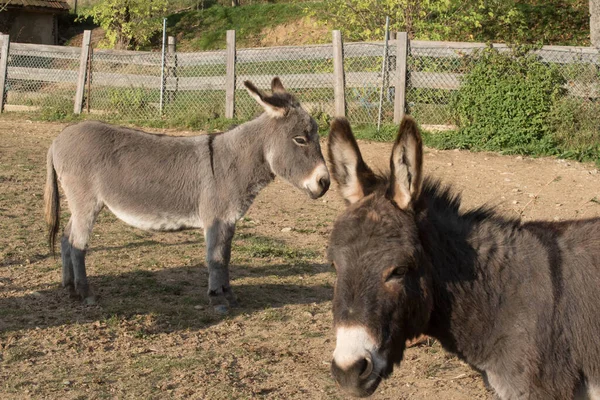 Domesticated Donkey Ass Meadow Farm Outdoors — Foto Stock