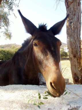 domesticated donkey or ass on a meadow on a farm, outdoors