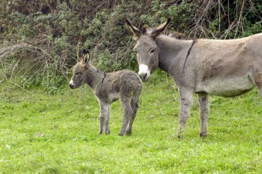 domesticated donkey or ass on a meadow on a farm, outdoors