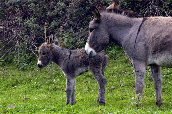 Burro Domesticado Culo Prado Una Granja Aire Libre — Foto de Stock