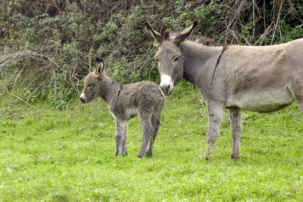 Domesticated Donkey Ass Meadow Farm Outdoors — Stock Fotó