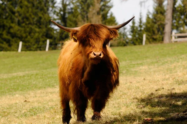 Bovine Scoțiene Muntoase Pășunând Pășune Timpul Verii — Fotografie, imagine de stoc