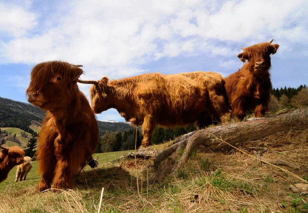 Шотландский Высокогорный Скот Молодые Животные Пасутся Пастбище Летом — стоковое фото