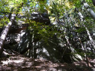 Kayın ormanı Sonbaharda güneşli bir günde, yeşil ve sarı yapraklar