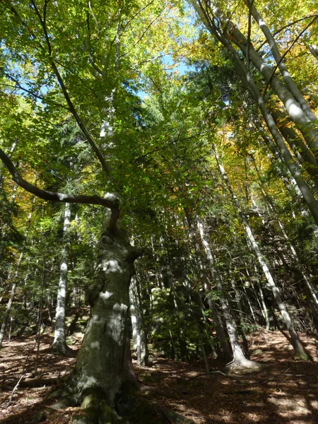 Bosque Hayas Día Soleado Otoño Hojas Verdes Amarillas —  Fotos de Stock