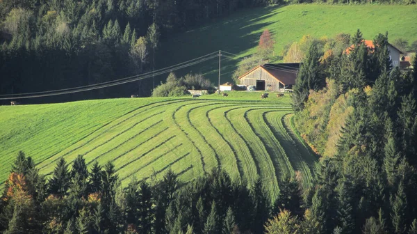 Travnaté Porosty Lesy Létě Kopcovitá Krajina Modrá Obloha — Stock fotografie