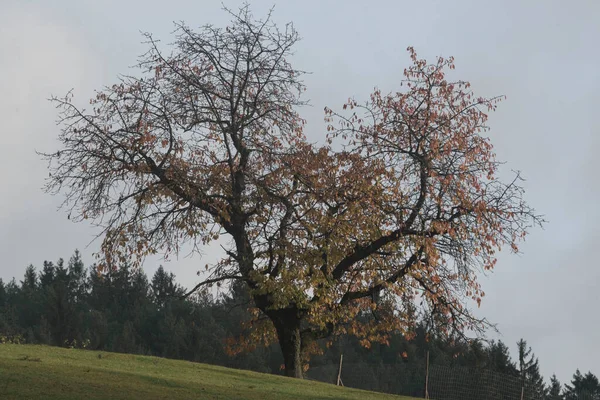 Sonbahar Günü Sarı Turuncu Ağaçlar Arka Planda Orman — Stok fotoğraf