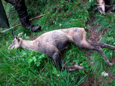 Avcı yeşil bir çayırda güveci vuruyor.